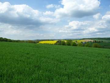 Rapsfeld