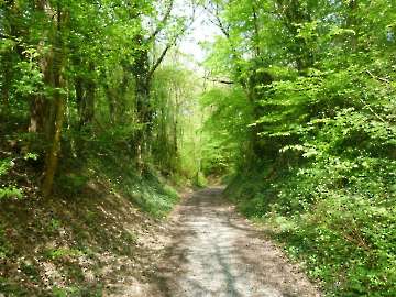 naturbelassener Hohlweg
