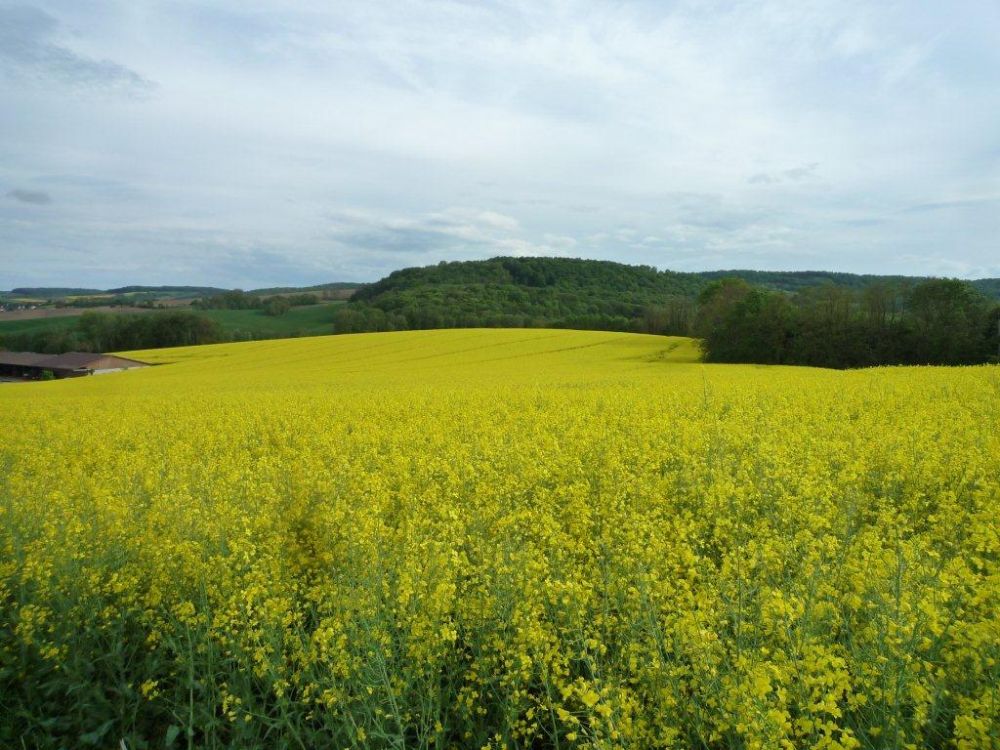 Rapsfeld
