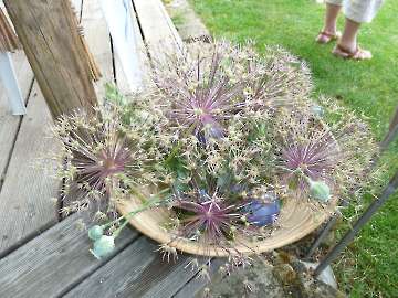Garten Frau Hauk 11.6.14 020