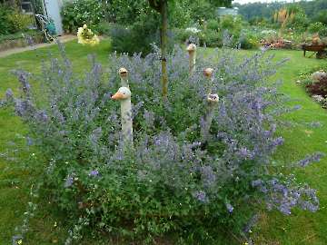 Garten Frau Hauk 11.6.14 029