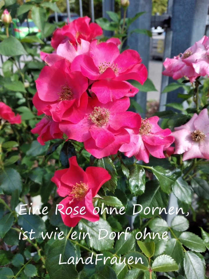 Rose rosa 2Schrift