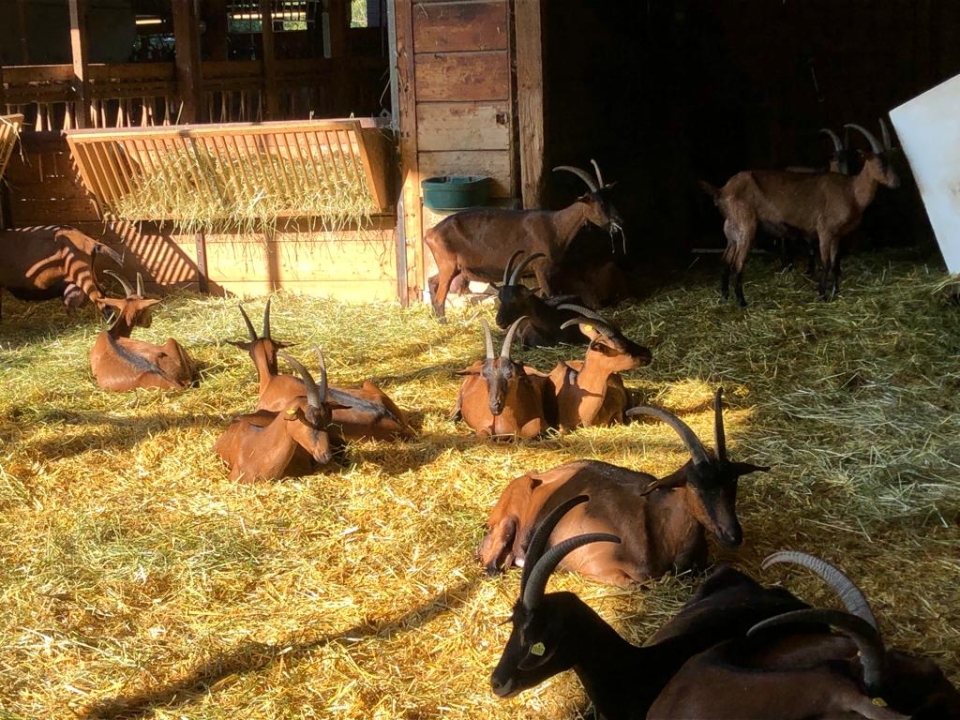 Ziegen auf dem Ziegenhof in Nußloch